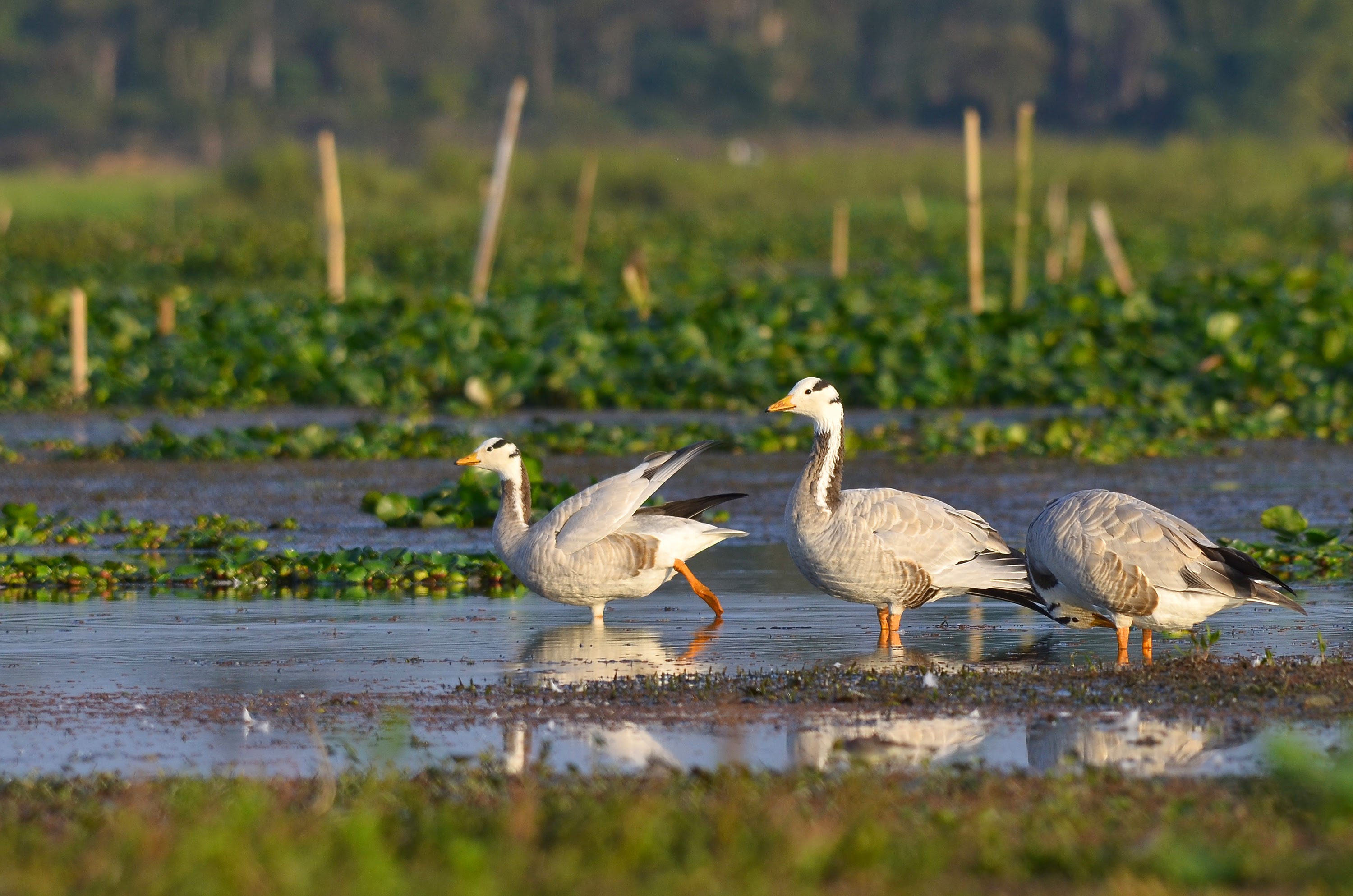 Home DSC 9714 Bar Headed Geese