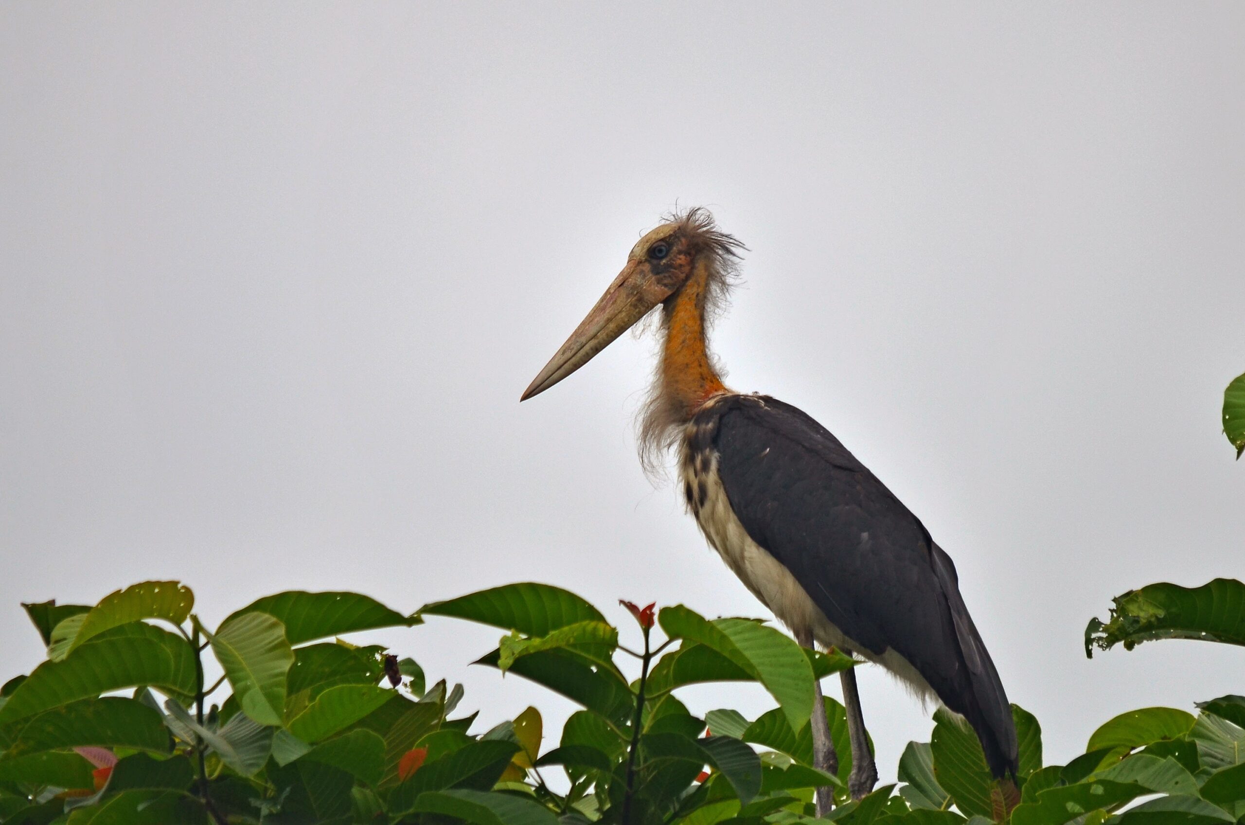 dsc 6730 lesser adjutant
