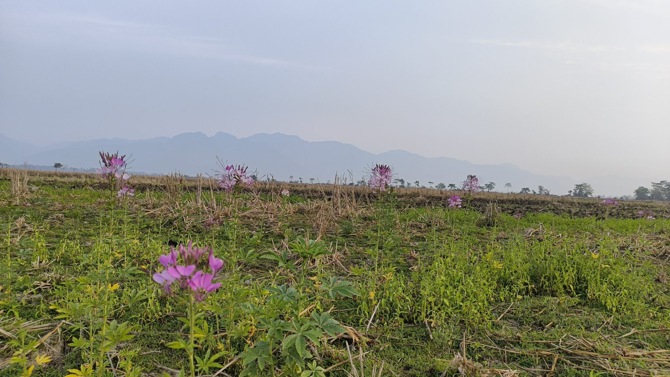 img 20260224 064456889